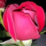 你知道为什么女人要拒绝跟你过性生活吗